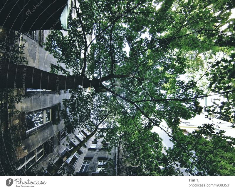 Blick nach oben in einem Hinterhofbaum Prenzlauer Berg Baum winsstraße Menschenleer Stadt Berlin Tag Stadtzentrum Hauptstadt Haus Fenster Außenaufnahme Altstadt