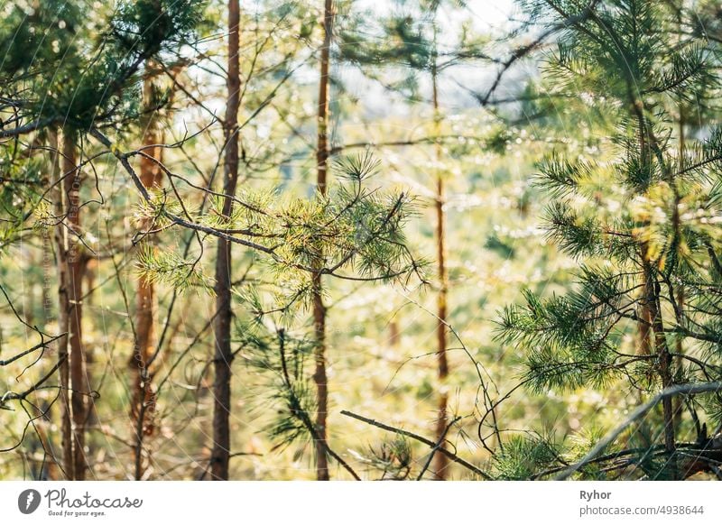 Young Spring Green Pine Needles Growing In Branch of Forest Tree In Sunny Spring Day schön Schönheit Beginn Ast schließen Nahaufnahme nadelhaltig Nadelwald