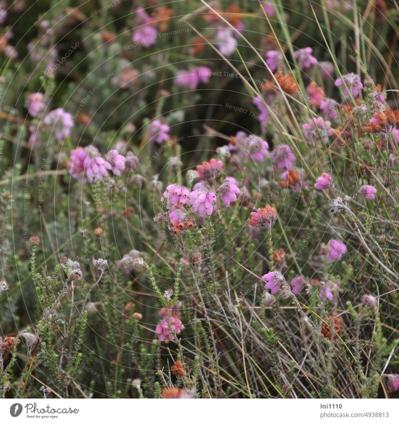 Glockenheide Pflanze Wildpflanze Zwergstrauch Heidekrautgewächs Moor-Glockenheide Erica tetralix Heideblüte Blütenstand Blütenkrone doldig Einzelblüten eiförmig