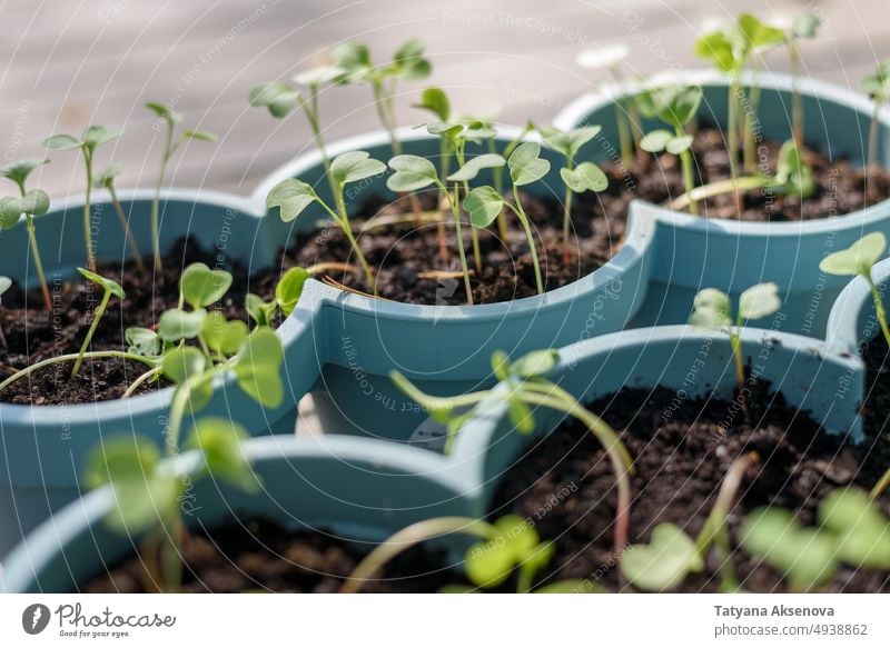 Pflanzentöpfe im Freien Samen Gartenarbeit Topf wachsend Keimling Ackerbau Gemüse sprießen Wachstum organisch Frühling grün Schmutz klein Bodenbearbeitung