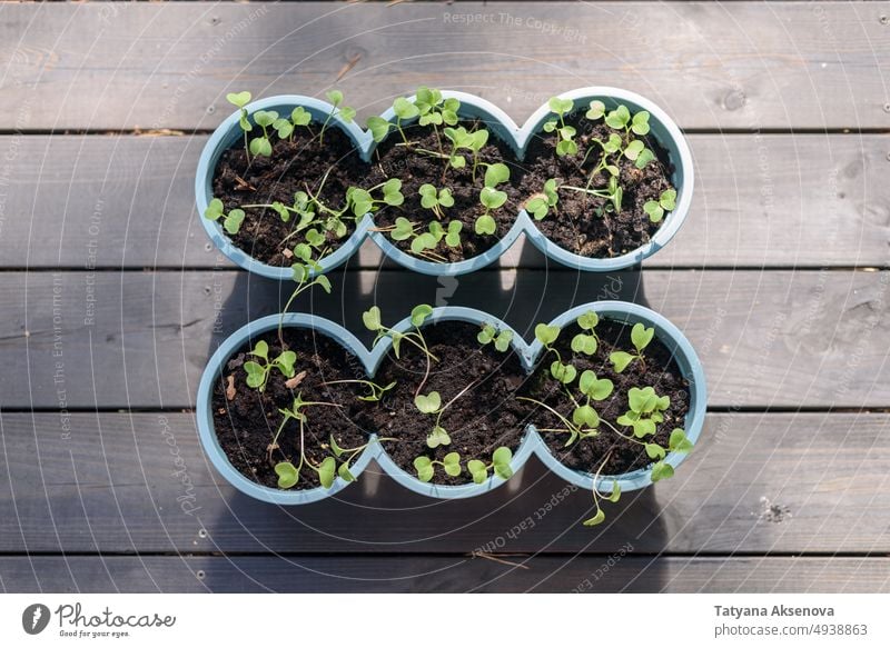 Pflanzentöpfe im Freien Samen Gartenarbeit Topf wachsend Keimling Ackerbau Gemüse sprießen Wachstum organisch Frühling grün Schmutz klein Bodenbearbeitung