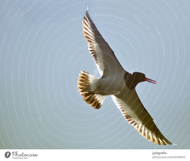 Austernfischer im Flug Vogel Flügel Schnabel gefiedert Tier Natur fliegen Wildtier Wildvogel Vogelflug Vogel im Flug Spannweite Himmel Tierwelt Vogelbeobachtung