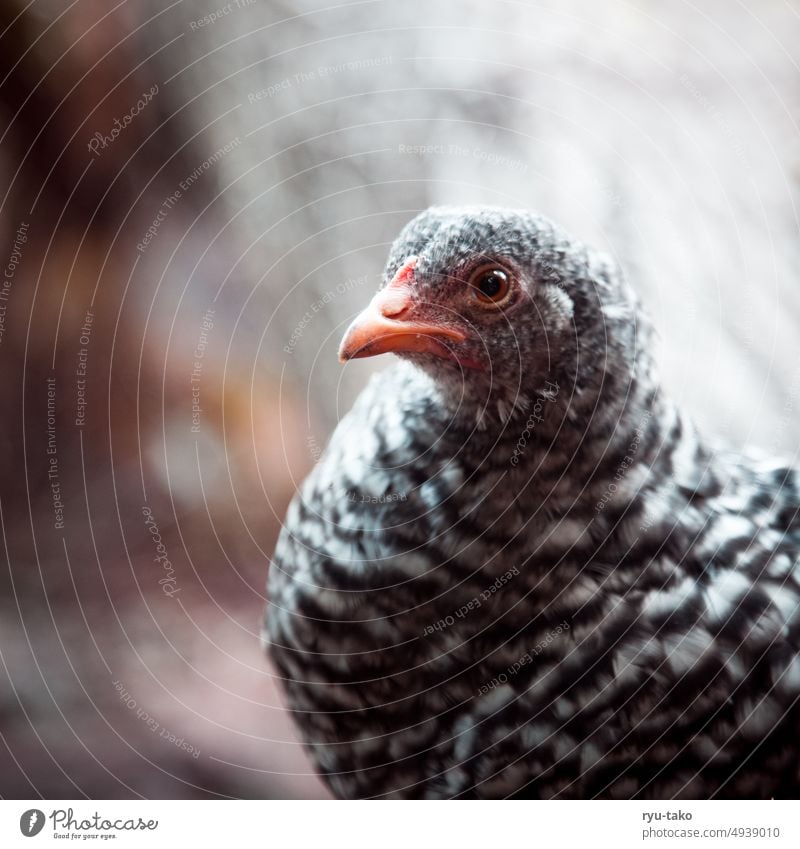 Ein Huhn Porträt Nutztier Tier fluffig Federvieh Garten Natur Freilandhaltung Haustier zottig Tierporträt Henne Tierhaltung Hühnervögel artgerecht Haushuhn