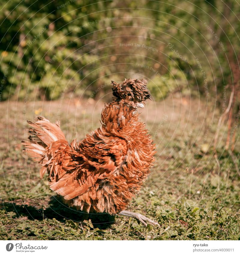 Neues vom Mr. Scuttle Nutztier Zwerg-Paduaner Tier Frisur witzig fluffig Federvieh Garten Natur Freilandhaltung Haustier zottig Tierporträt Henne Huhn