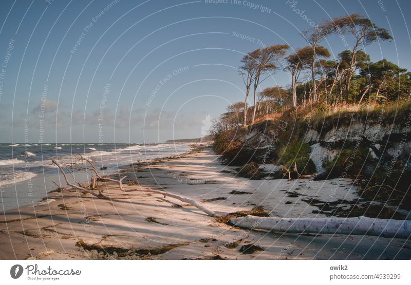 Lange Küste Weststrand Ostsee Baum Landschaft Natur Umwelt Idylle Sand Windflüchter Strand Sträucher Schönes Wetter Horizont Sonnenlicht Urelemente Freiheit