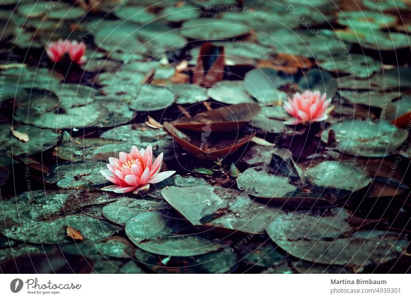 Schöner Teich voller rosa Seerosen Natur grün Blatt aquatisch Lilien Pflanze Hintergrund Überstrahlung Blume Wasser Oberfläche geblümt botanisch Blütenblatt