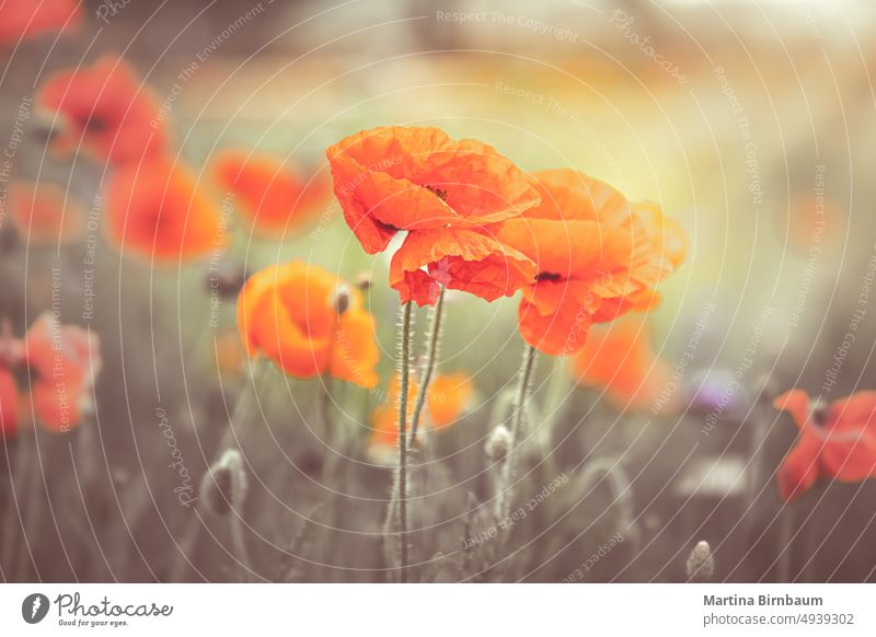 Mohnblumen auf einem Mohnfeld, selektiver Fokus Hintergrund Feld im Freien Blume Natur Blütezeit Frühling rot Farbe Schönheit Landschaft Himmel Wiese Gras