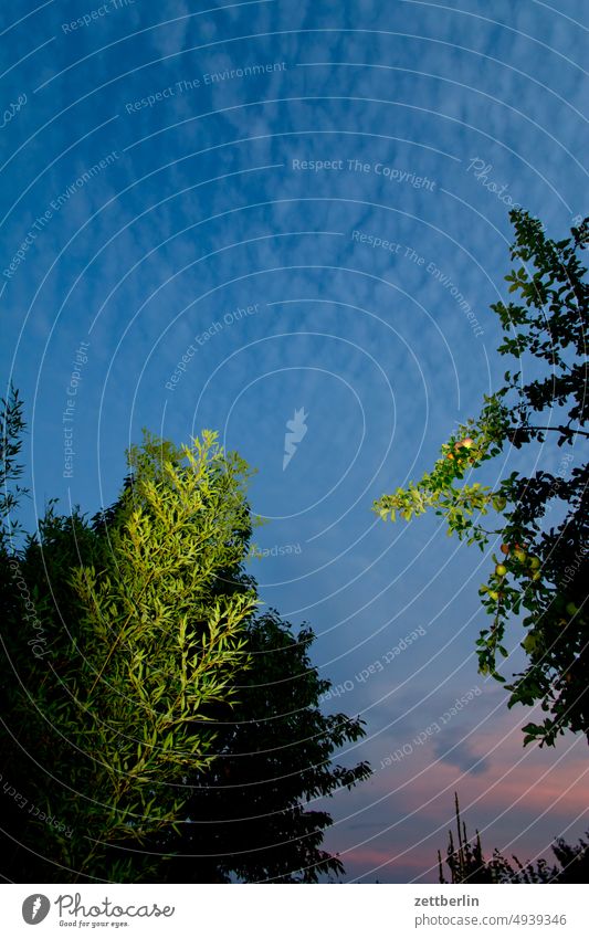 Abend im Garten, mit Blitz aufgehellt abend ast baum dunkel dämmerung erholung ferien garten himmel kleingarten kleingartenkolonie menschenleer nachbarschaft