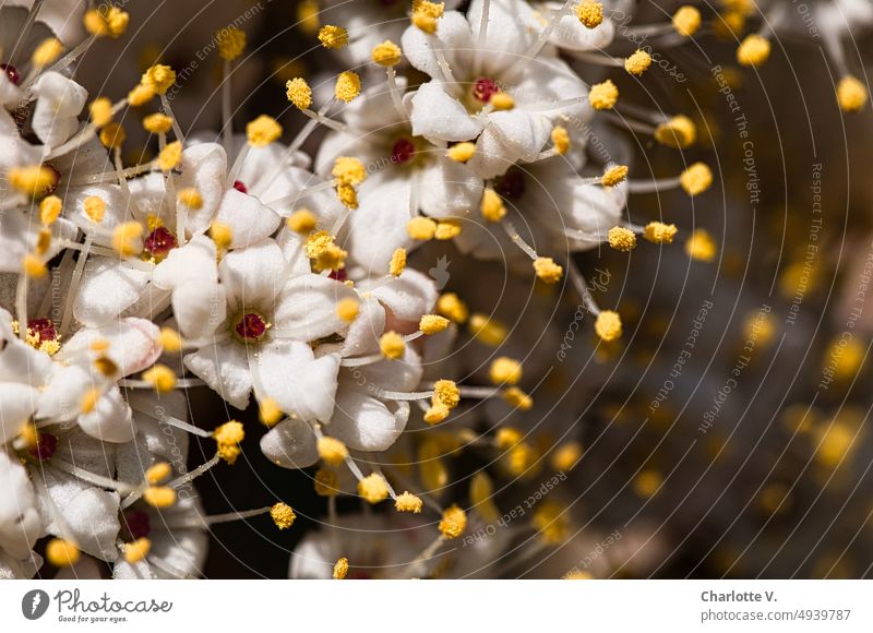 Blütenfeuerwerk Natur Frühling blühen Blühend strauch Pflanze blühend natürlich weiß weiße blüten zart schön Strauch Außenaufnahme Farbfoto romantisch