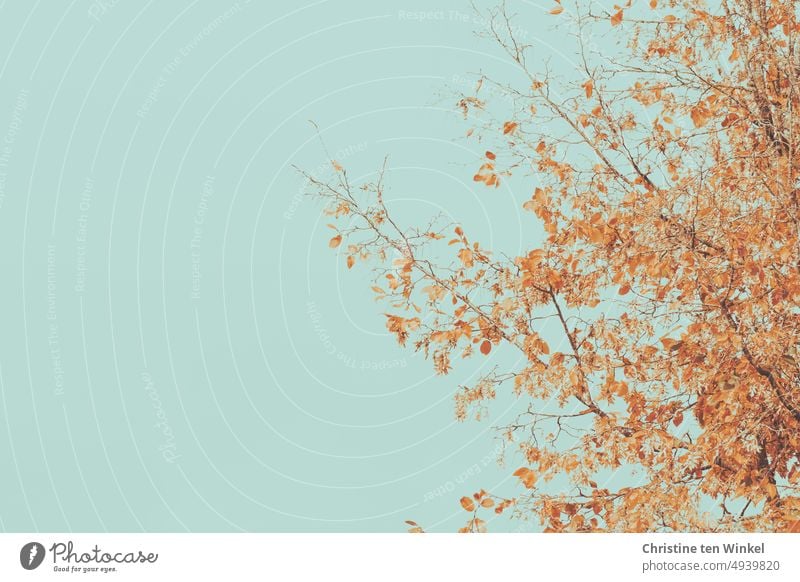 Zweige mit goldenen herbstlichen Blättern vor hellblauem Himmel Herbstfärbung Herbstlaub filigran Zweige u. Äste Blick nach oben Natur Pflanze Jahreszeiten
