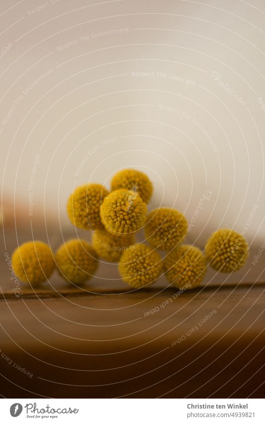 getrocknete Trommelstöckchen / Craspedia globosa / Pycnosorus globosus  liegen auf dunklem Holz vor einem hellen Hintergrund Trommelstöckchen Blume gelb Blüte