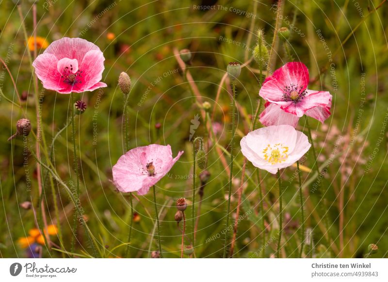 Vier zarte Mohnblüten im Blumenbeet Seidenmohn Klatschmohn Papaver rhoeas Licht Mohnliebe wunderschön Insektenweide Bienenweide Umwelt leuchtende Farben