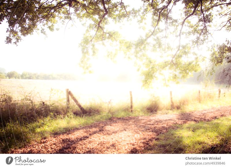 Bald ist es Herbst... Sommer Spätsommer Frühherbst gleißendes Sonnenlicht Gegenlicht Überbelichtung Spazierweg Felder Bäume Äste Blätter Weg Licht und Schatten