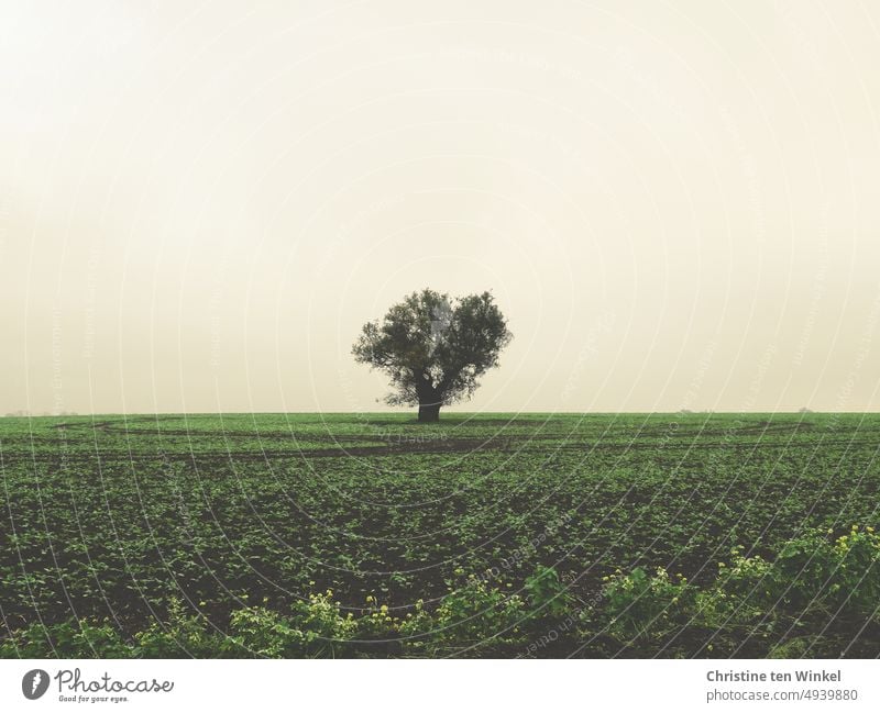 Ein einsamer Baum auf einem Feld Landschaft Natur natürlich Traurigkeit Hoffnung Sehnsucht Trauer Umwelt Ferne Menschenleer Zentralperspektive ruhige Stimmung