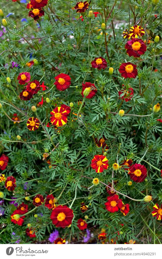 Tagetes Samtblume türkische Nelke Totenblume Studentenblume blühen blüte blütenblatt natur park garten korbblütler