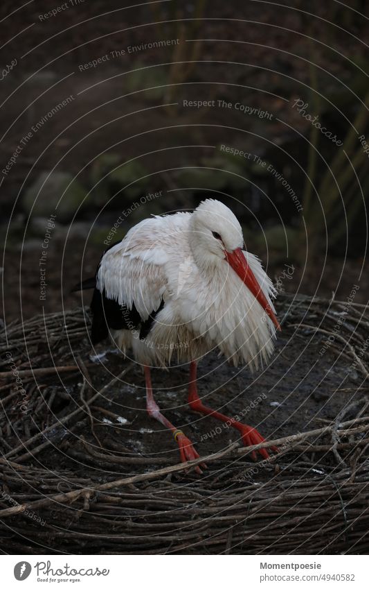 Storch kalt Kinderwunsch biologisch Gestell Nest Nahrungssuche fliegend Nestbau Frühlingsgefühle Himmel Textfreiraum oben Wildtier Ast Auge rot Feder