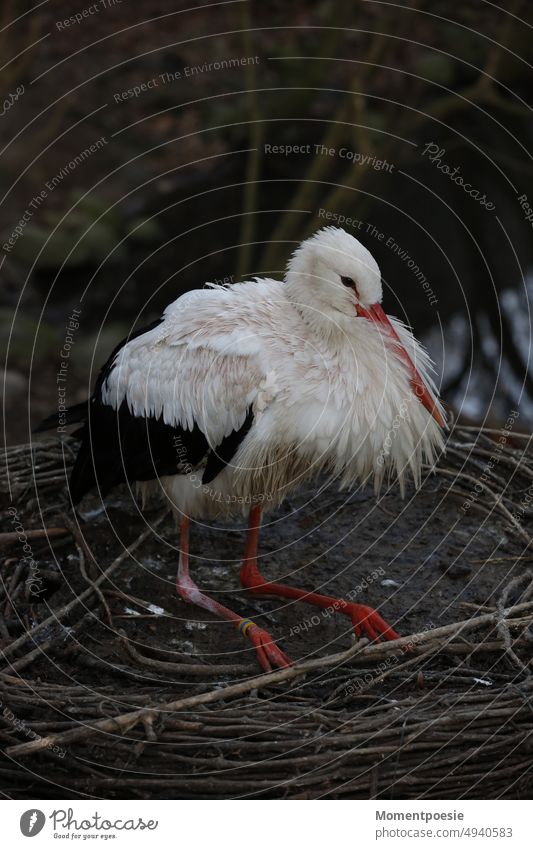 Storch Baby Babyzeit Babyboom Vogel Tier Natur Menschenleer Tierporträt Weißstorch schwarz Schnabel weiß Ganzkörperaufnahme Farbfoto Textfreiraum rechts