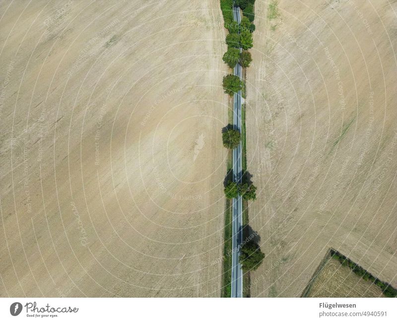 abgegrast Feld Straße Straßenverkehr Straßenbelag Straßenrand Straßenkreuzung Straßenbau Allee Wiese Felder Mecklenburg-Vorpommern Asphalt Weizen Ernte