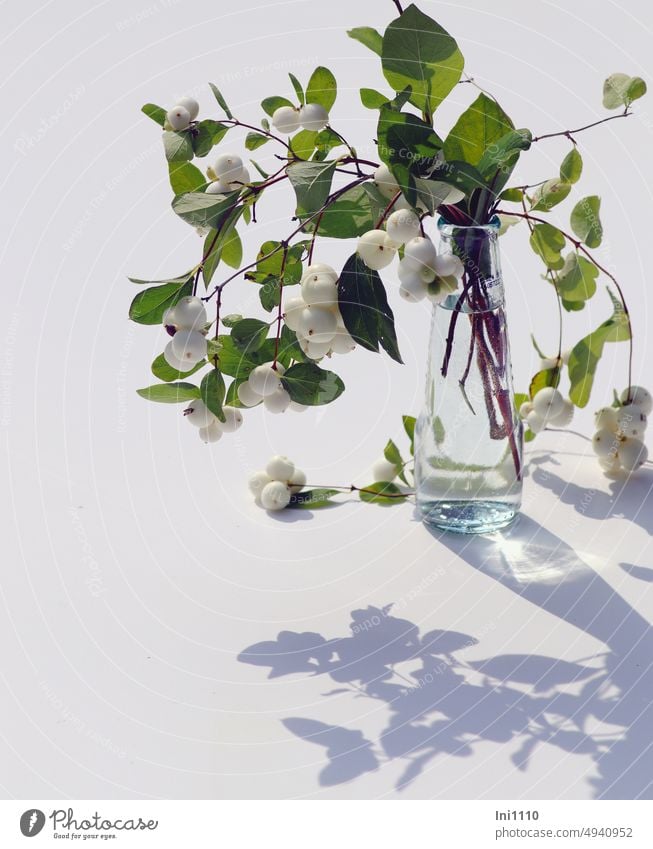 Schneebeeren Zweige in Glasvase Licht und Schatten Schattenspiel überhängend Dekoration Strauch Zierstrauch Symphoricarpos albus Knallerbsen Knallerbsenstrauch