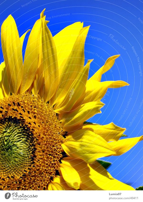 Sunflower 3522 Sonnenblume Sommer gelb Blüte Pflanze blau Makroaufnahme Natur sunflower bloom