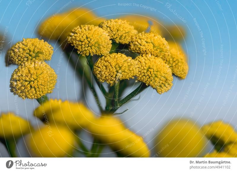 Die gemeine Wucherblume oder Rainfarn, Tanacetum vulgare, Asteraceae Gemeine Wucherblume Blütenstand Blütenstände gelb Staude ausdauernd mehrjährig winterhart