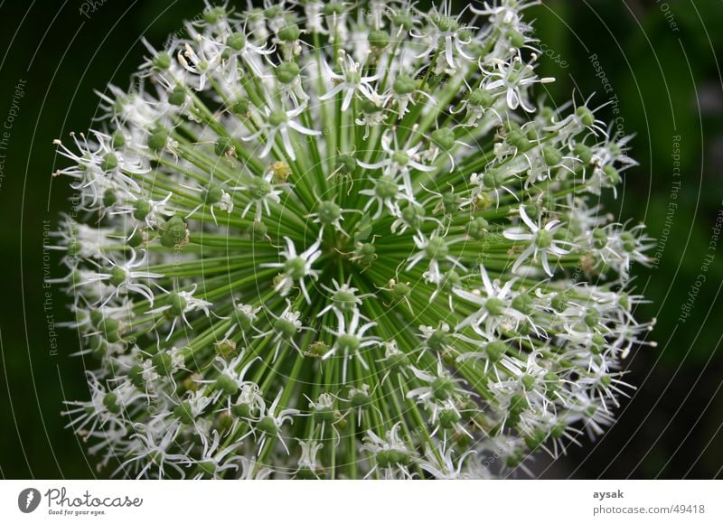 Schnitty Blüte Schnittlauch Pflanze Sommer Natur