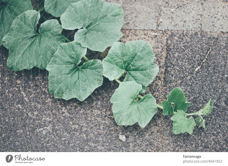 Zucchinoranke Zucchini Gemüse Blätter Ranke ranken Gewächshaus Ausläufer Wildwuchs wild diagonal Pflanze grün Herbst Sommer sommerlich Ernte Selbstversorger