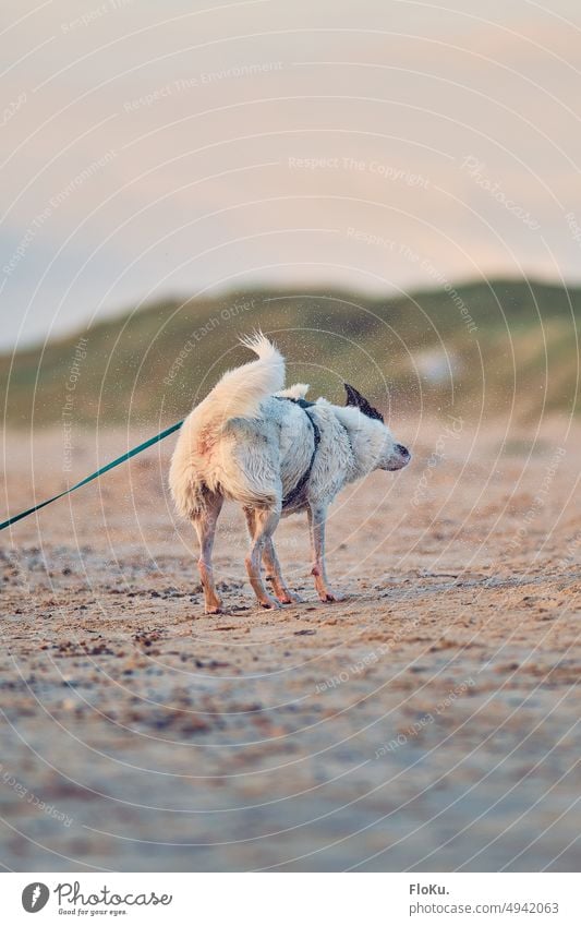 Hund am Strand schüttelt sich nach Bad im Meer nass Wasser schütteln Tier Außenaufnahme Haustier Farbfoto Natur Tag Tierporträt niedlich Sommer Tierliebe Sand