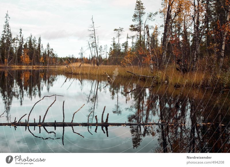 Wildnis ruhig Abenteuer Expedition wandern Natur Landschaft Pflanze Urelemente Wasser Herbst Wald Seeufer dunkel nachhaltig natürlich mehrfarbig bizarr