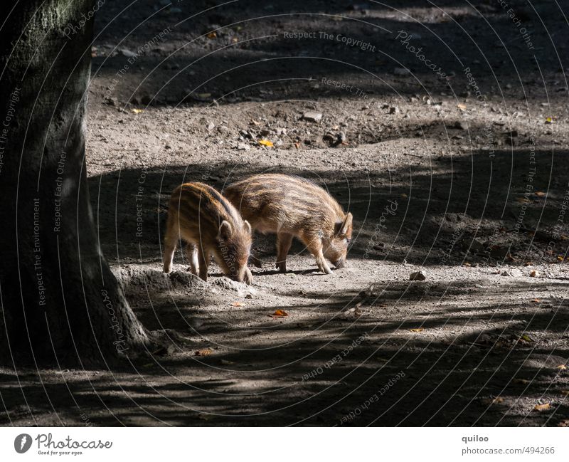 kleine Ferkelei Natur Erde Sonnenlicht Herbst Baum Wald Wildtier Wildschwein Frischling 2 Tier Tierjunges Fressen Zusammensein Neugier niedlich braun gelb gold