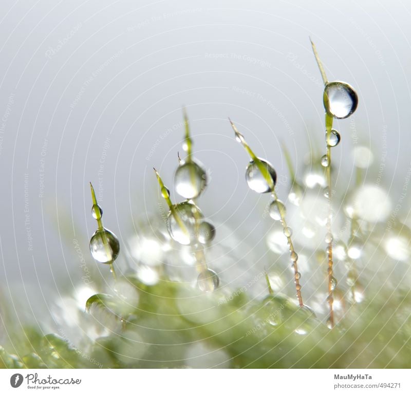 Wassertropfen im Moos Natur Pflanze Urelemente Herbst Klima schlechtes Wetter Regen Garten Wald Tropfen Wachstum frisch nass grün silber weiß Reinheit Angst