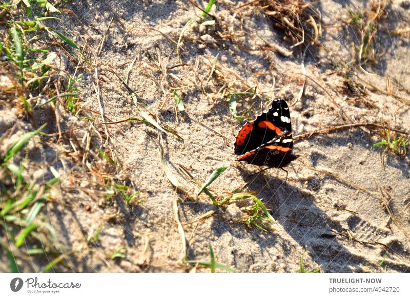 Ein Admiral spaziert im sonnenwarmen Sand und überlegt: ist das vielleicht der Havelstrand? Vanessa atalanta, Red Admiral, Edelfalter Schmetterling Natur Strand