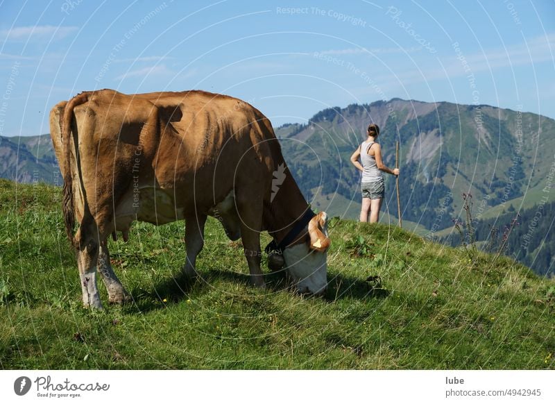 Die Viehhirtin vieh landwirtschaft alm kuh rind almwirtschaft landschaft gebirge bregenzerwald viehhirt viehhirtin