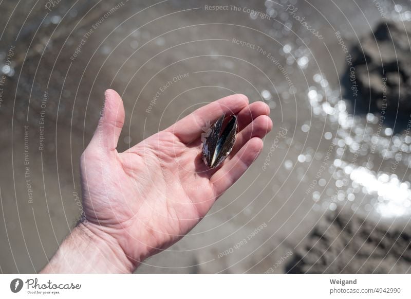 Muschel in Handfläche vor glitzerndem Strand Sandstrand Ostsee Norddeutschland Schleswig-Holstein Glitzer Sonnenlicht Reflexion Urlaub sammeln Achtsamkeit Meer