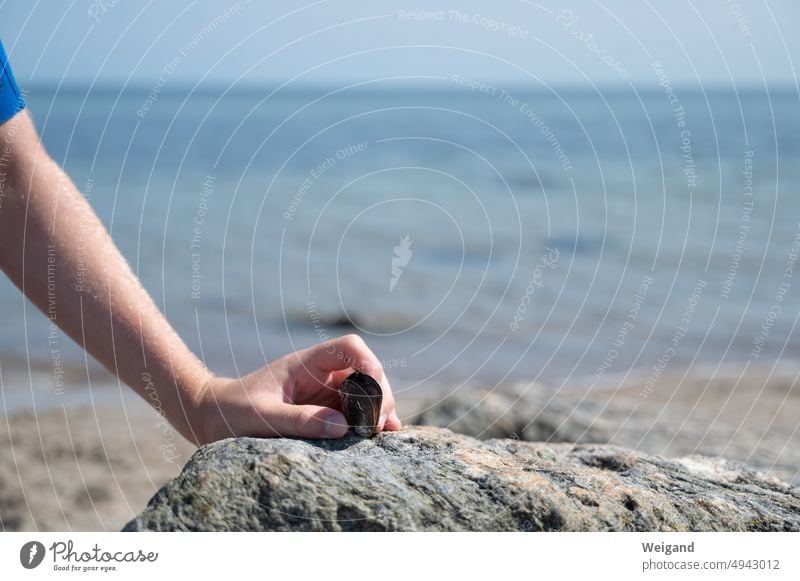 Muschel auf Felsen am Meer von Hand gehalten Strand Ostsee Poesie Norddeutschland Stillleben Nordsee Schleswig-Holstein Detailaufnahme Achtsamkeit