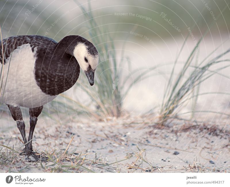 Hier irgendwo ... Tier Strand Ostsee Wildtier Vogel 1 Fressen füttern Blick lernen Traurigkeit elegant schön seriös grün schwarz weiß achtsam Wachsamkeit ruhig