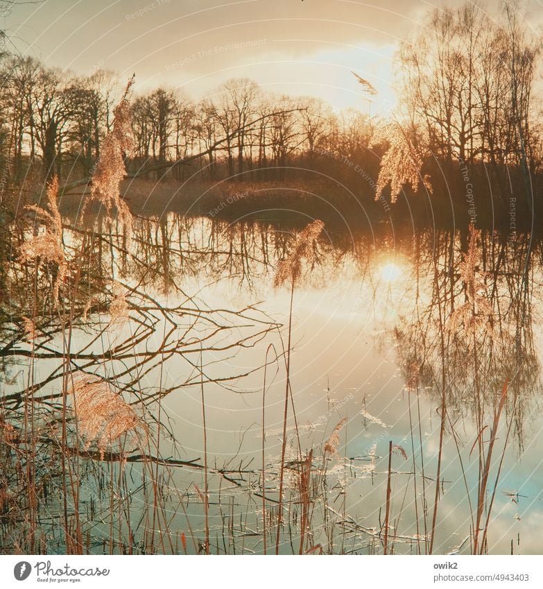 Abendfüllend Seeufer mystisch Idylle Sträucher Ferne Farbfoto Windstille Optimismus Hoffnung Frieden ruhig leuchten hell glänzend Teich Röhricht Baum