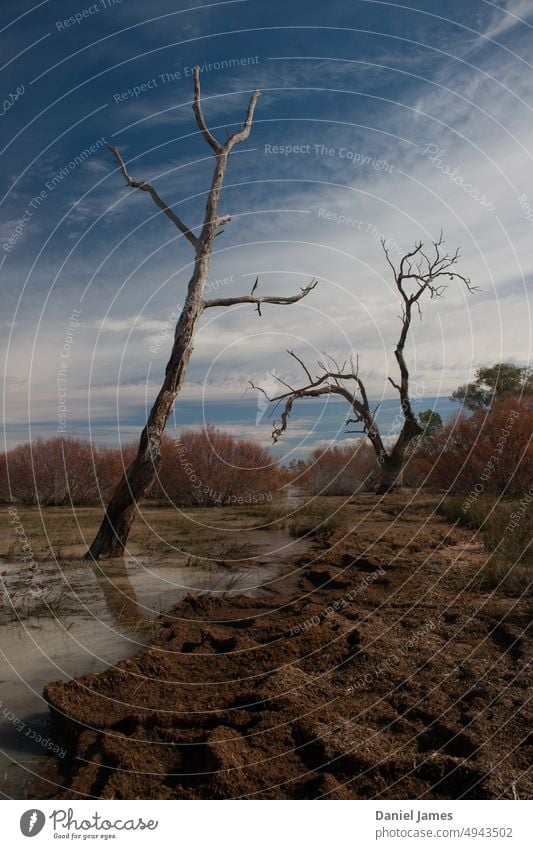 Zwei tote Bäume an einem schlammigen Seeufer blau Erde Blauer Himmel Umwelt Landschaft Tag Menschenleer Farbfoto Außenaufnahme Natur sonnig Bruchschanze