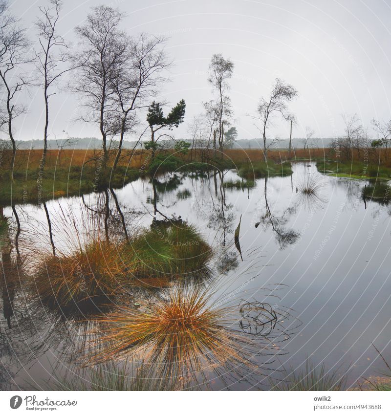 Moor ohne Huhn Pietzmoor Lüneburger Heide Naturschutzgebiet Sumpf See Teich Wald Wasseroberfläche Windstille unwegsam windstill glänzend Grashalme Grasbüschel