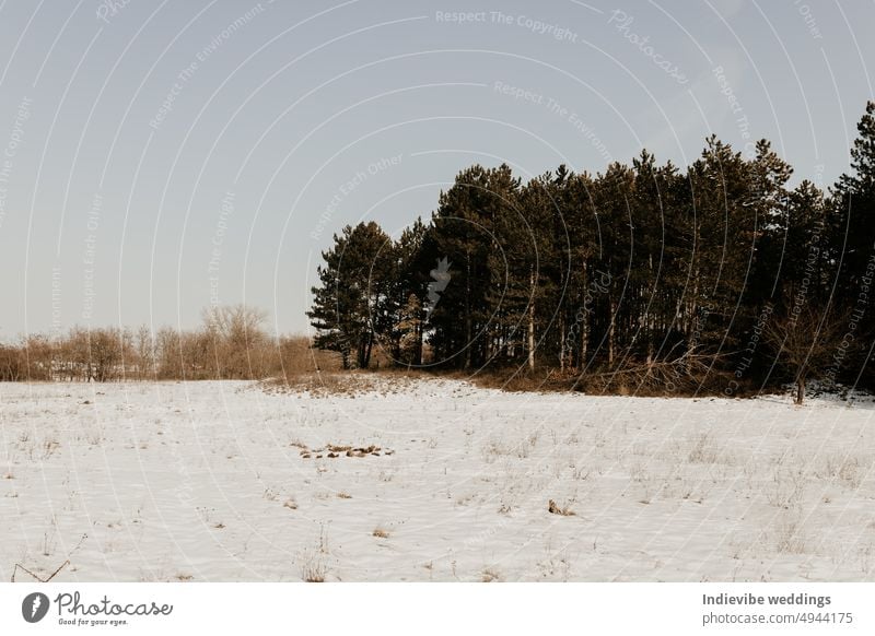 Verschneites Feld am Waldrand. Winterlandschaft im Wald. Klarer Himmel, Kopie Raum. Schnee Landschaft Baum kalt Natur Frost weiß Eis Bäume Saison blau gefroren