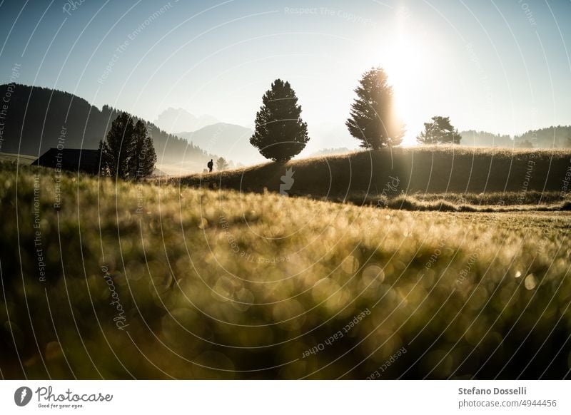 Morgenlicht nach einem nebligen Sonnenaufgang auf der Seiser Alm, Norditalien Alpen Herbststimmung Herbstliche Bäume Herbst-Vibes Bozen Casteltrotto