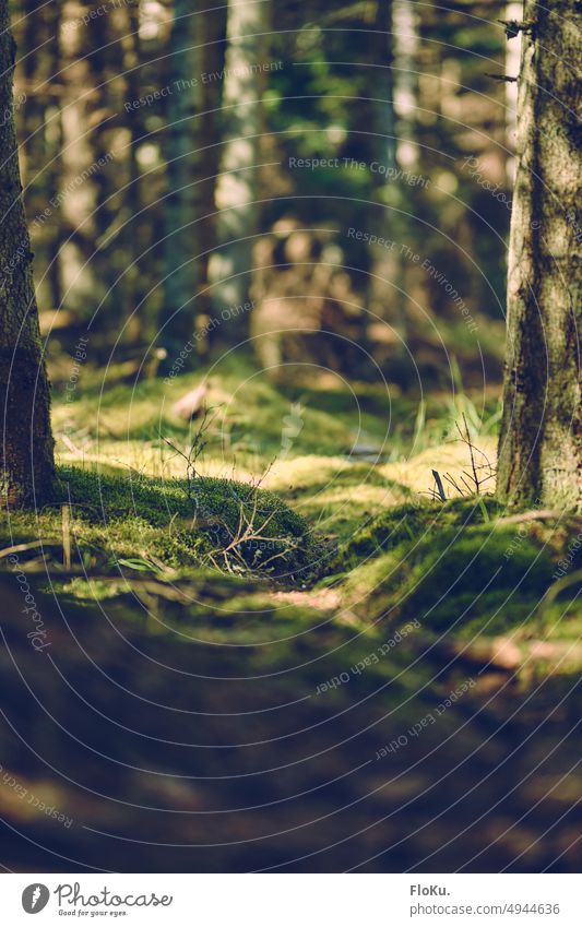 Walboden voller Moos Wald Natur Waldboden grün Sonne Sonnenlicht Umwelt schön natürlich Farbfoto Außenaufnahme Pflanze Menschenleer Schwache Tiefenschärfe