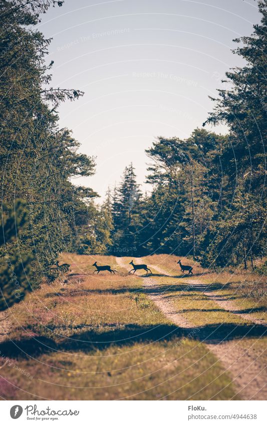 Rehe überqueren Waldweg Natur Wild Wildtier Nadelbaum Nadelwald Außenaufnahme Umwelt Tier Farbfoto wild Baum Landschaft Menschenleer grün Tag natürlich Gras