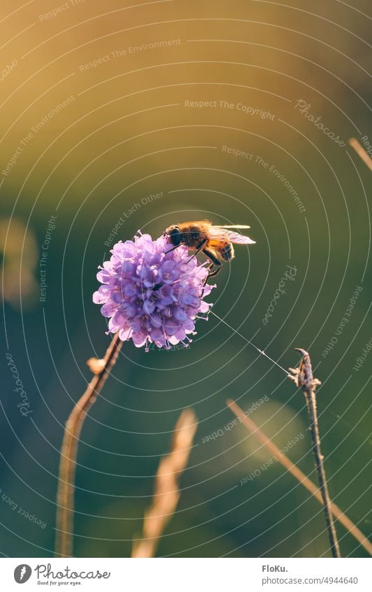 blühender Teufelsabbiss mit Schwebfliege Teufelsabbiß gelb lila sommerlich farbfoto Blüte Natur Sommer Blühend Blumenwiese Wiese Pflanze grün Garten Wiesenblume