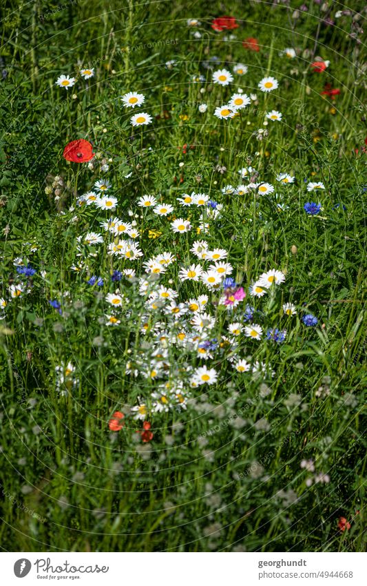 Zahlreiche Wildblumen in vielen Farben inmitten einer Wieser, eingerahmt von Gräsern. Blume Kamille wilde Kamille echte Kamille Mohn Wegesrand Kornblumen