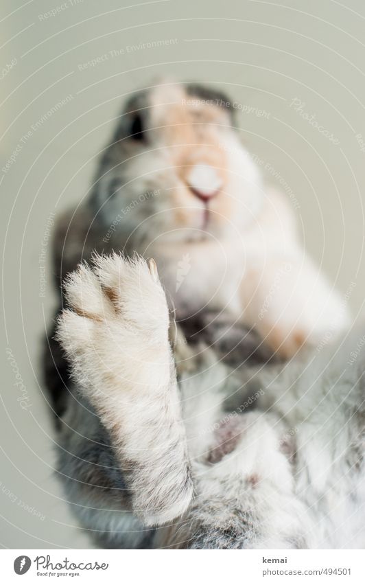 Gib fünf Tier Haustier Fell Krallen Pfote Zwergkaninchen Hase & Kaninchen 1 sitzen niedlich Gelassenheit ruhig Selbstbeherrschung Farbfoto Gedeckte Farben