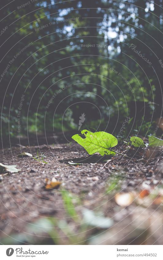 Berühre den Boden Umwelt Natur Pflanze Erde Sonne Sonnenlicht Sommer Herbst Schönes Wetter Baum Blatt Grünpflanze Wald Wege & Pfade leuchten hell grün unten