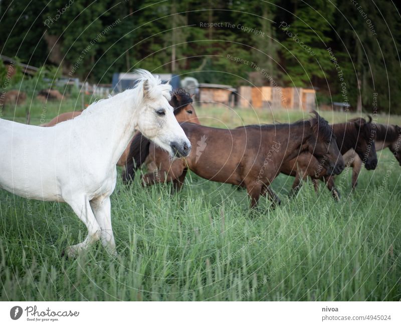 Islandpferde auf der Weide Inselpferd islandpferd galopp Natur galoppieren Grün Pferde Lebensfreude flucht wild schimmel braun pflanze wachsen Farbfoto leben