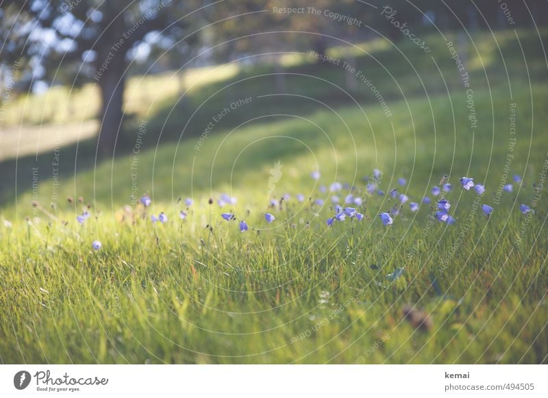 Zurückdenken, durchatmen Umwelt Natur Landschaft Pflanze Sommer Herbst Schönes Wetter Wärme Baum Blume Gras Blüte Grünpflanze Wildpflanze Wiese Blühend Wachstum