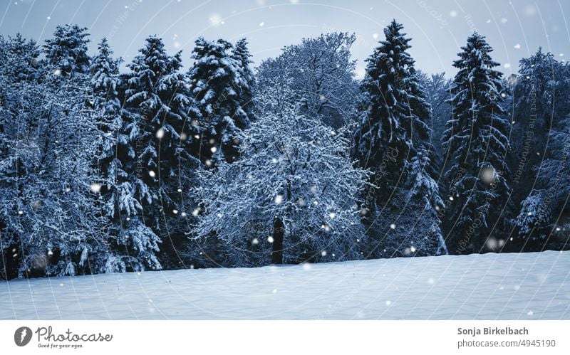 Winterwunderland Landschaft Schnee Natur Eis weiß Frost Baum Außenaufnahme Menschenleer Winterwald märchenhaft kalt Wald Schneelandschaft Winterstimmung